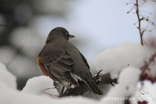 American Robin ( Turdus migratorius )