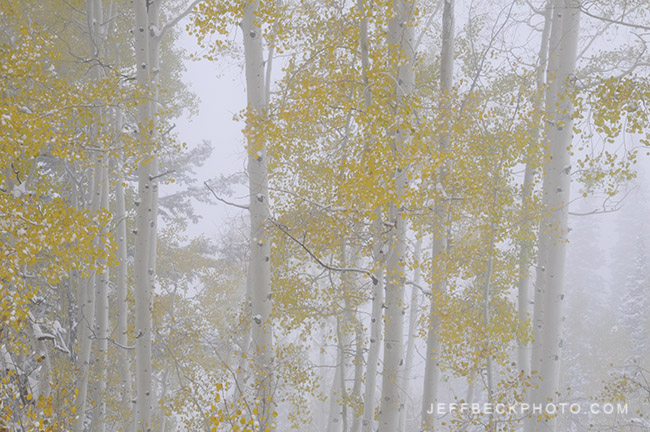 Aspen in Fog, Little Cottonwood Canyon, Utah