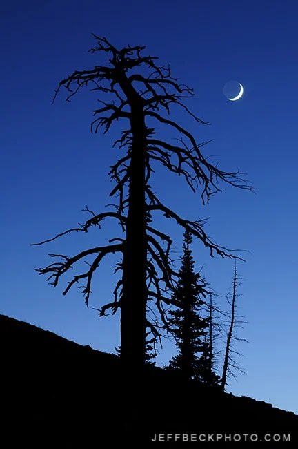 Tree Skeleton and Crescent Moon, Twin Peaks Wilderness, Utah