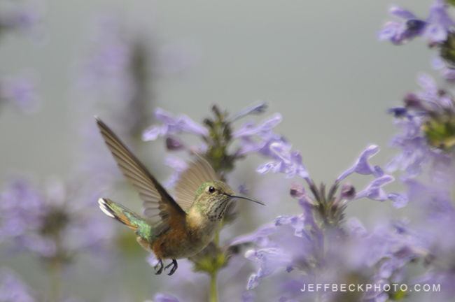 Female Broad-tailed Hummingbird ( Selasphorus platycercus )