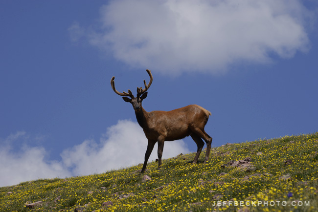 Mega Fauna, High Uintas Wilderness, Utah