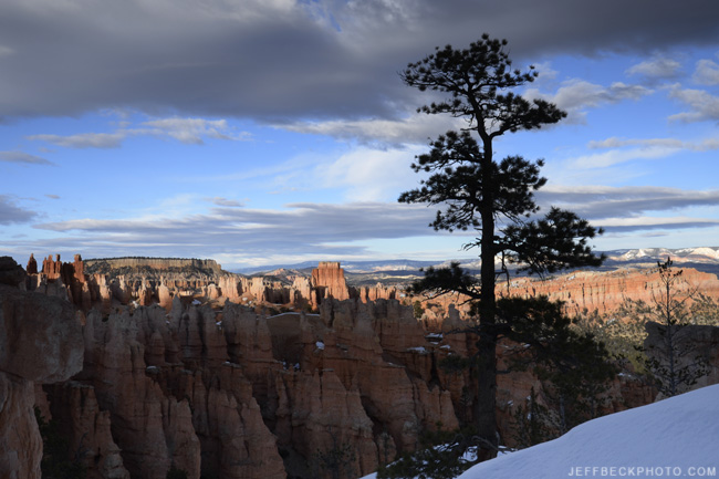 Lone Pine at Sunset, Peekaboo Loop, Bryce Canyon National Park, Utah
