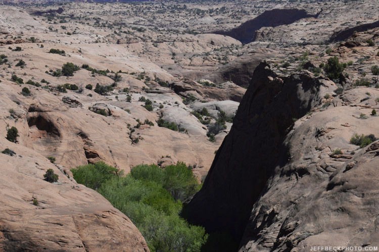 Looking down canyon from the rim of Harris Wash.