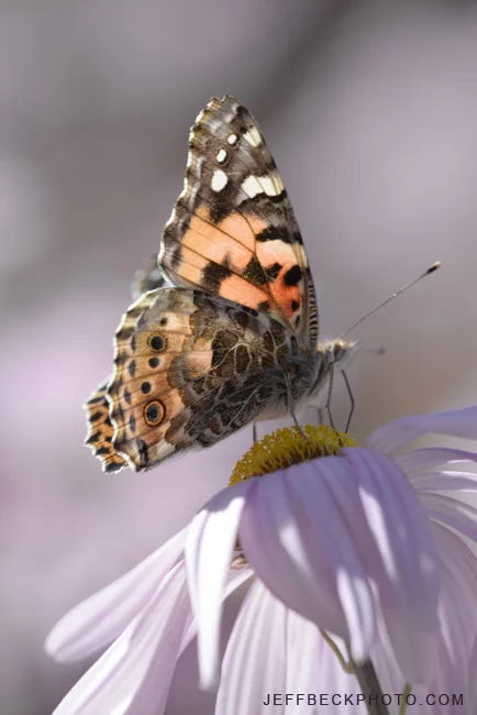 Painted Lady, Red Butte Garden, Utah