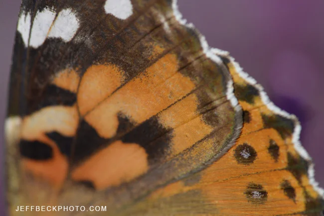 Painted Lady Wing Detail, Red Butte Garden, Utah