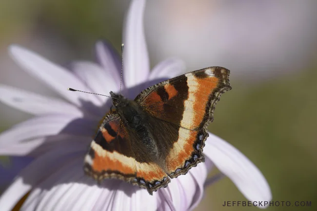 Milbert's Tortoiseshell, Red Butte Garden, Utah
