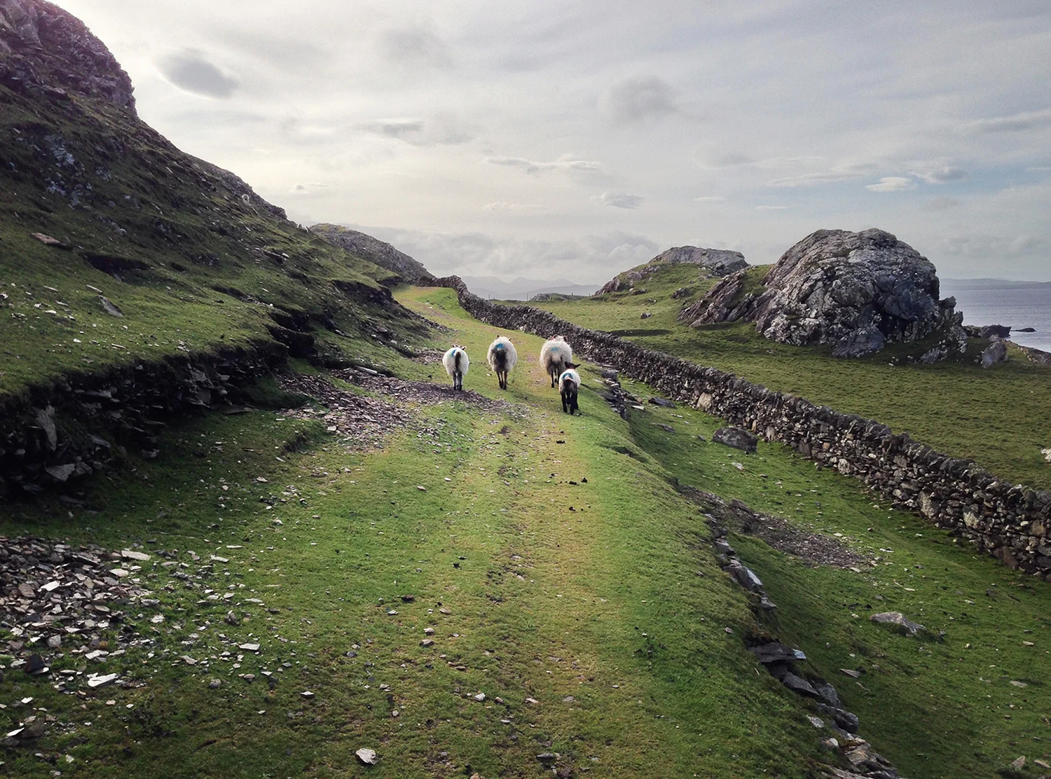 Rush Hour Inishbofin.jpg