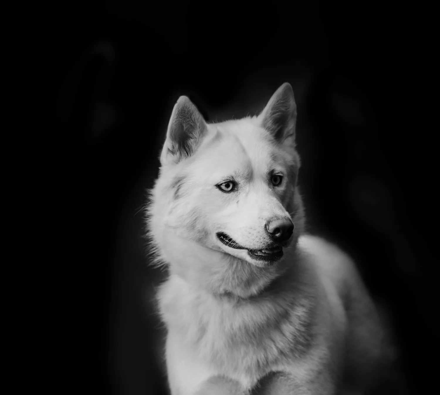 Is It Illegal To Dock A Dogs Tail In California