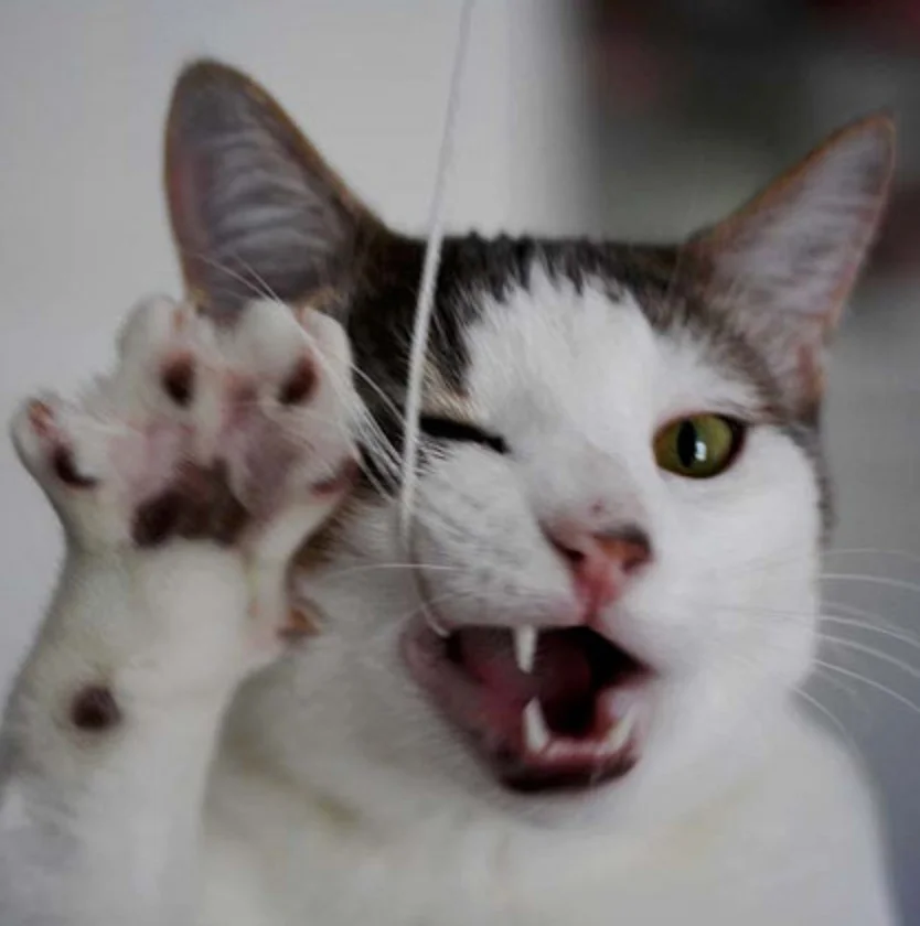 An Open Letter To Owners Who Neglect Their Pets' Teeth