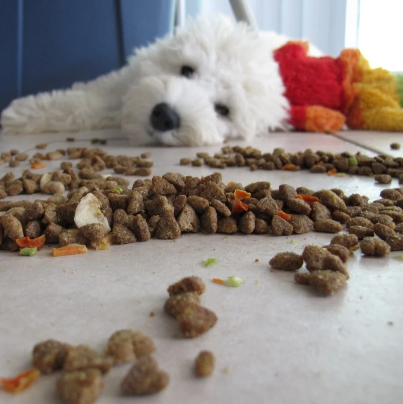 Bashing Beneful Is Fun! … But Does It Help Pets? 