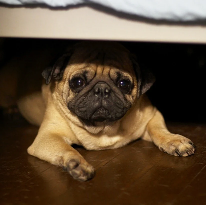 Eight Reasons Veterinarians Are Scared to Talk About Pet Nutrition