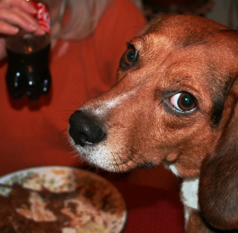 How to Count Your Dog's Calories With a Calorie Counter