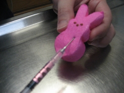 Taking blood from peeps is best accomplished via direct cardiac puncture (they don't seem to mind)