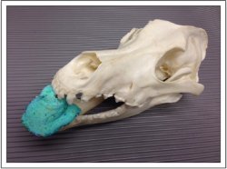 peeps are great for illustrating dentition issues in dogs