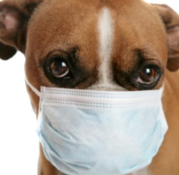 Does Your Pet Need a “Lifestyle” Vaccine? (Re-Thinking the Dog Flu)