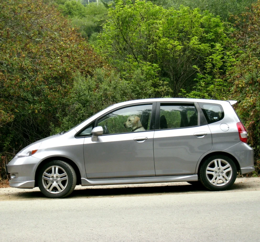 Who’s Cognitively Challenged? (Hint: Maybe It’s Not The Dog)