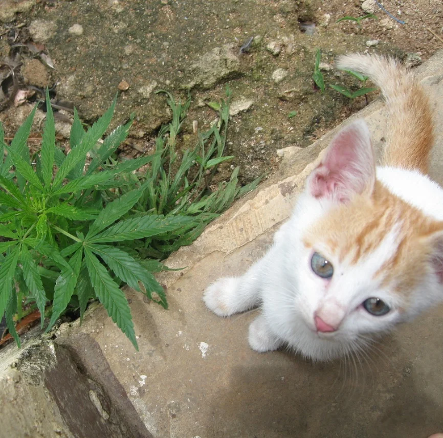 Does the Legalization of Marijuana Unduly Threaten Pets?