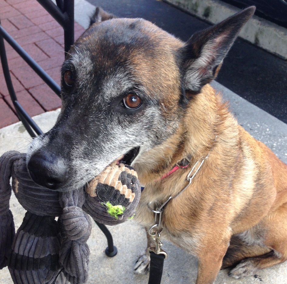 Doctor, Heal Thine Own Pet (If You Can)