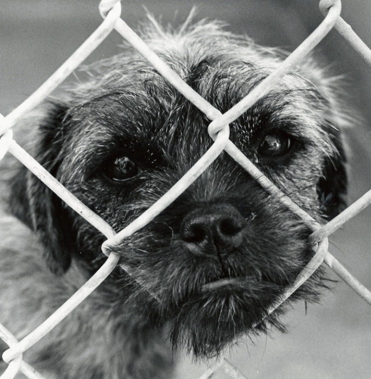 Why Veterinarians Shouldn't “Euthanize” Shelter Pets