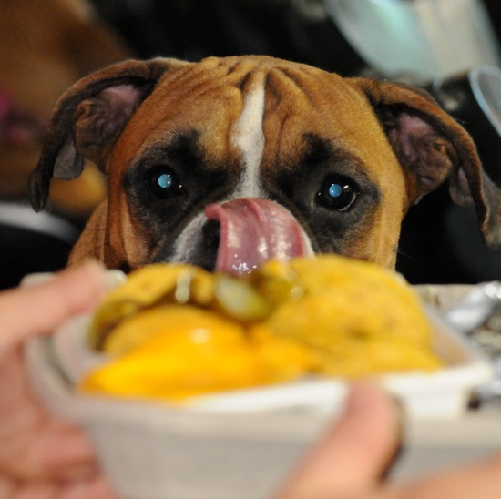 The Trouble With Treats (and a Perfect Pet Recipe For Summer)