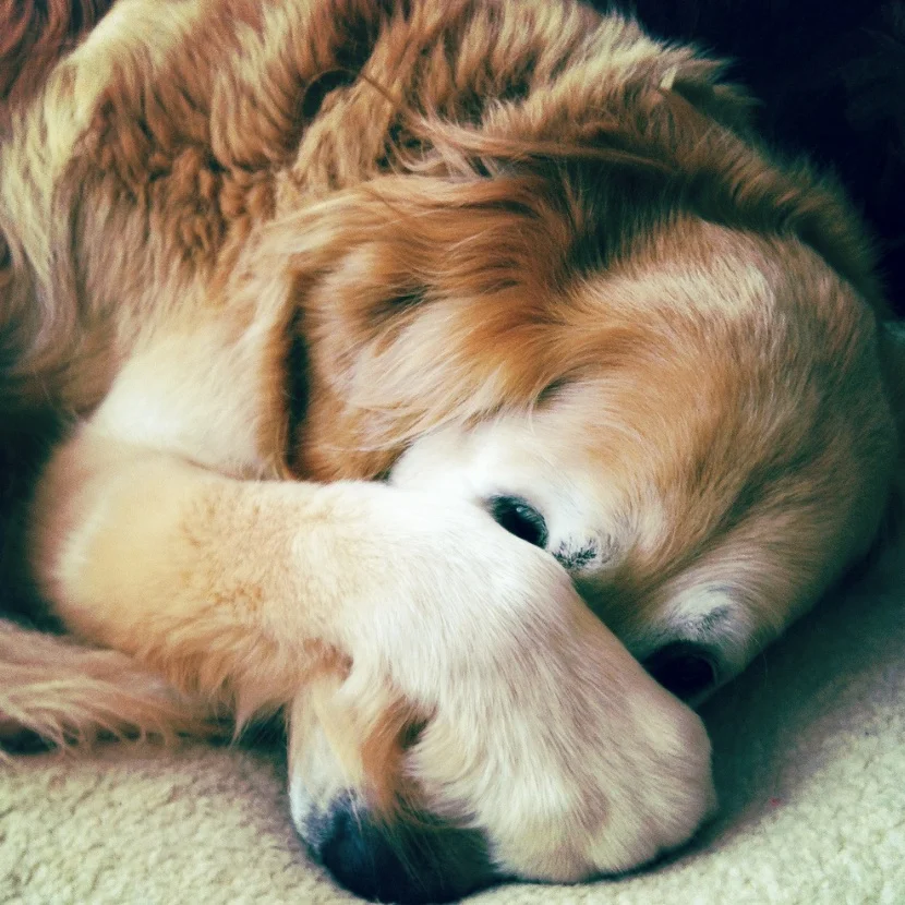 Why the Fourth of July Sucks For Dogs (And How To Fix It)