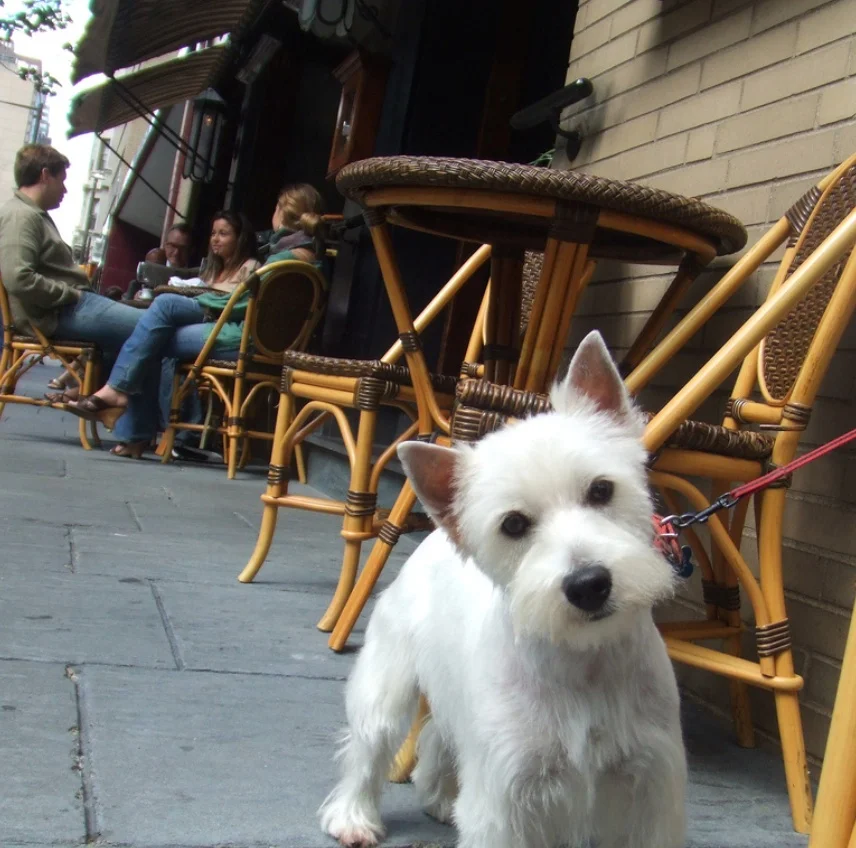 Time To Celebrate! Dog Friendly Dining Is Finally Getting Legit!