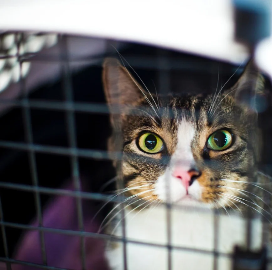 What Would Your Veterinarian Do? Is It Fair To Ask?