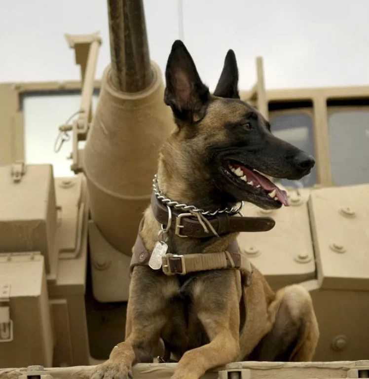 Will "Max" Hurt Mals? And 7 Things To Know Before Adopting a Retired Working Dog