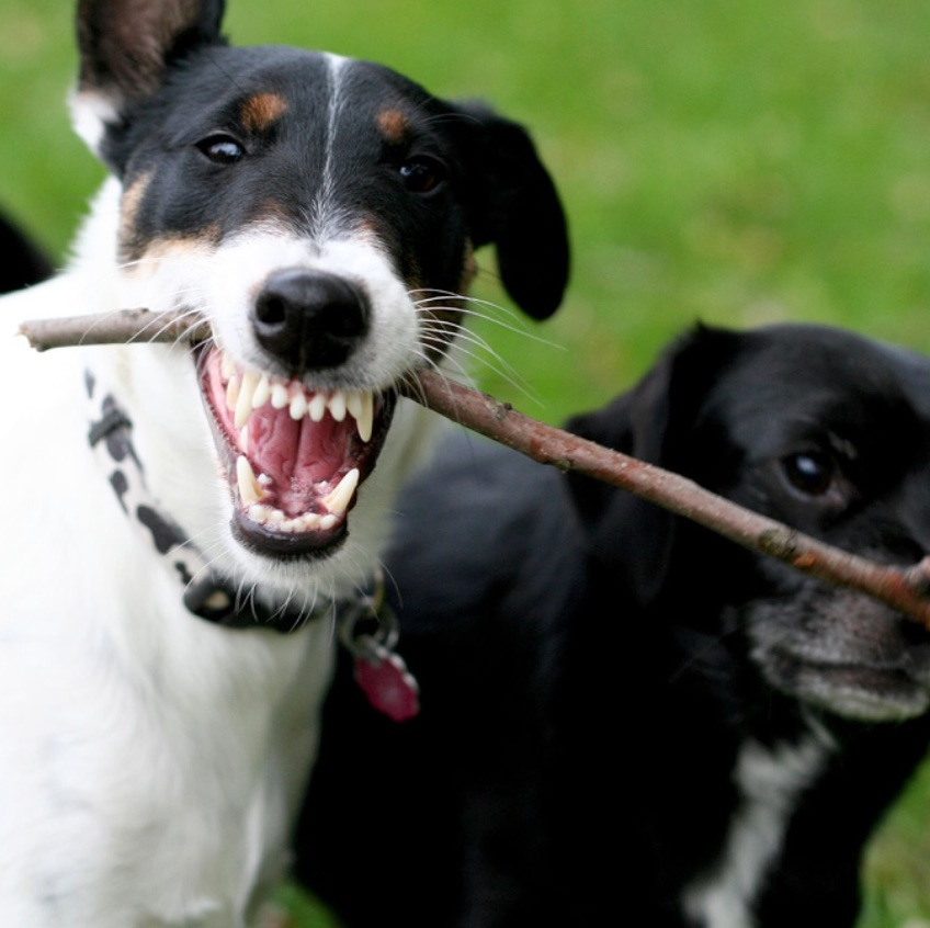 Drug Shortages in Veterinary Medicine: Why Pets Get the Short End of the Stick