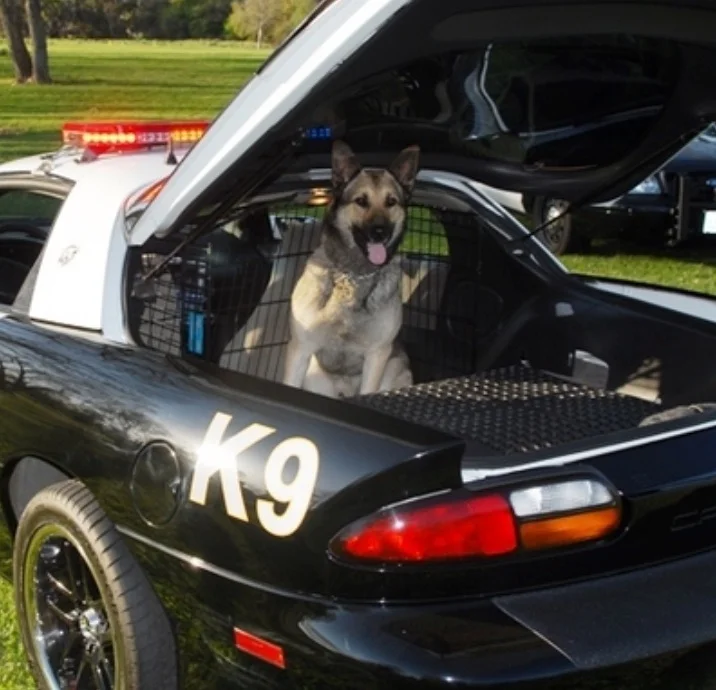 The REAL Reason Dogs Die In Hot Cars – And How To Prevent It (K9 Officers Take Note)