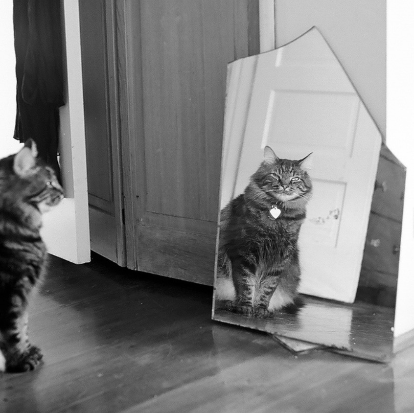 16 Reasons Why the US Microchip System Is Broken (and How Our Pets Suffer For It) Part 1