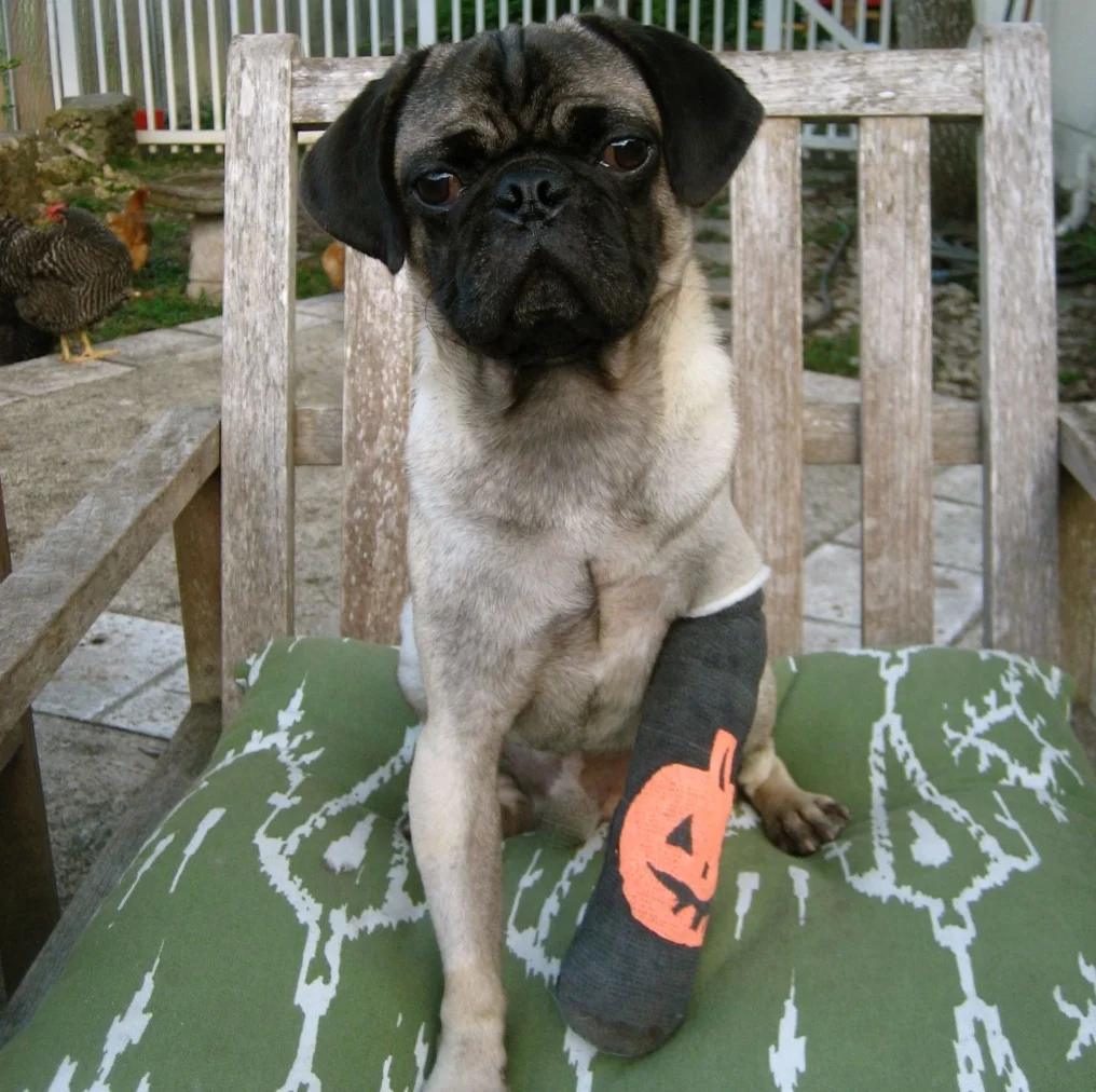 Ten More Reasons Why Our Pets’ Microchip System Needs Fixing (Part 2)