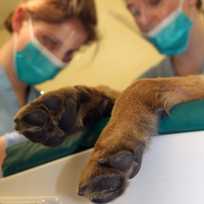 When Veterinarians Make Mistakes … Tales of an Inexact Science