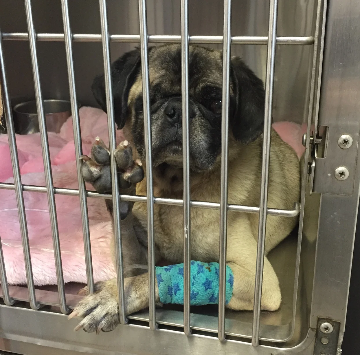 Six Things Non-ER Vets Can’t Stand About Pet Emergency Rooms