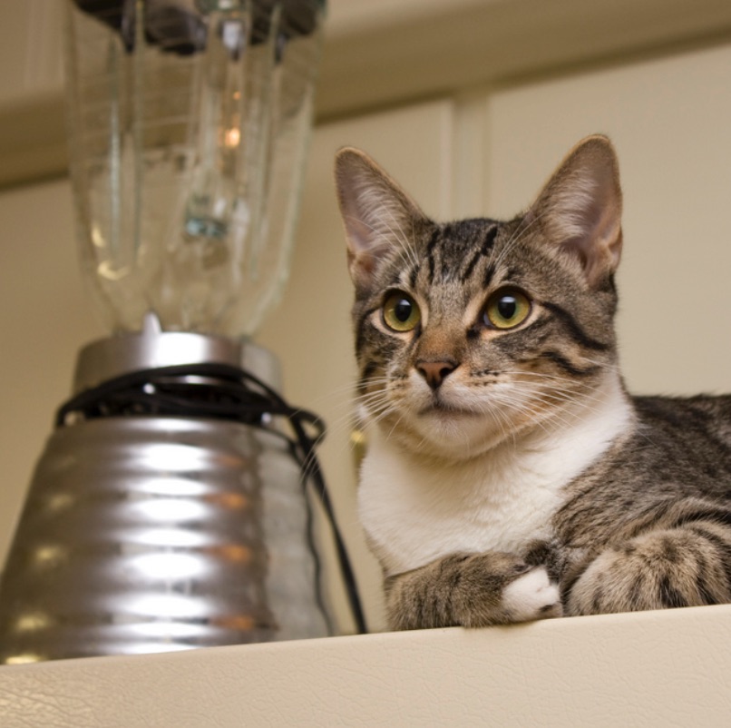 Feeding Cats 101: How Many Calories Are In a Mouse?