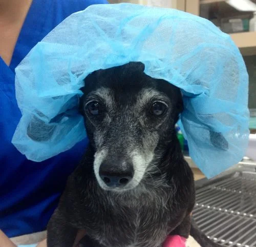 Top Nine Gadgets You (Might) Wish Your Vet Had