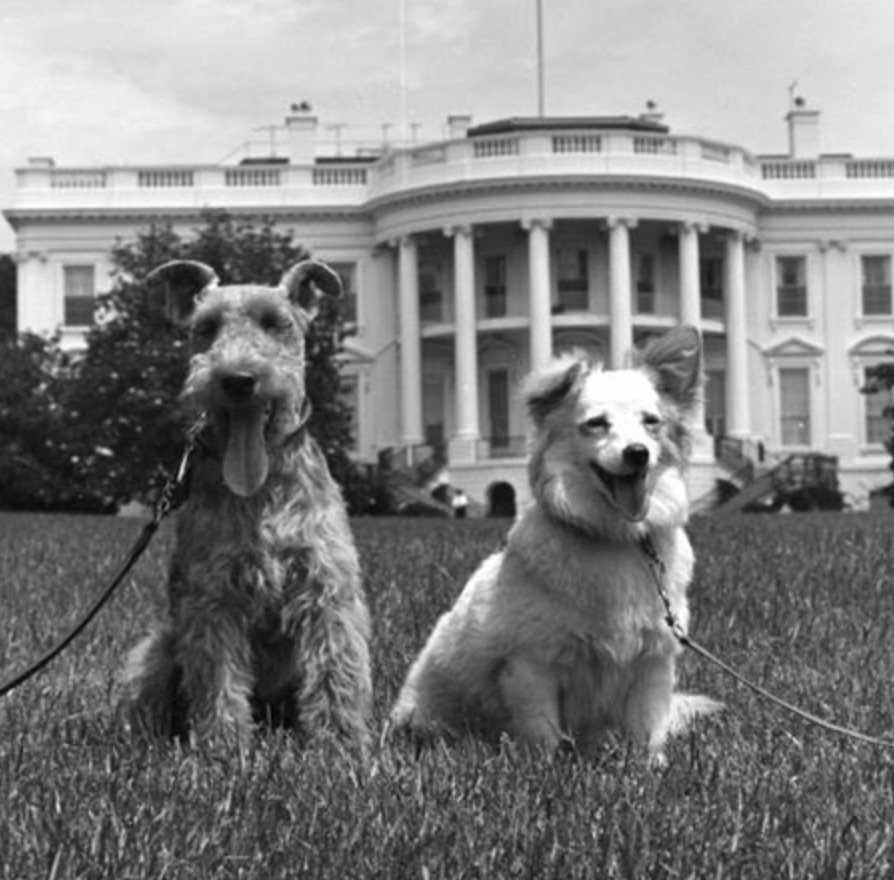 Kennedy family dogs