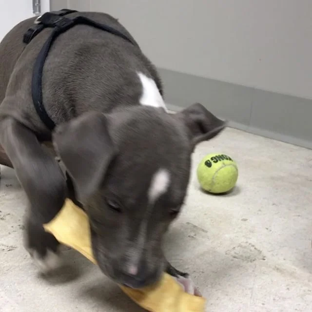 What Is The Law On Docking Dogs Tails