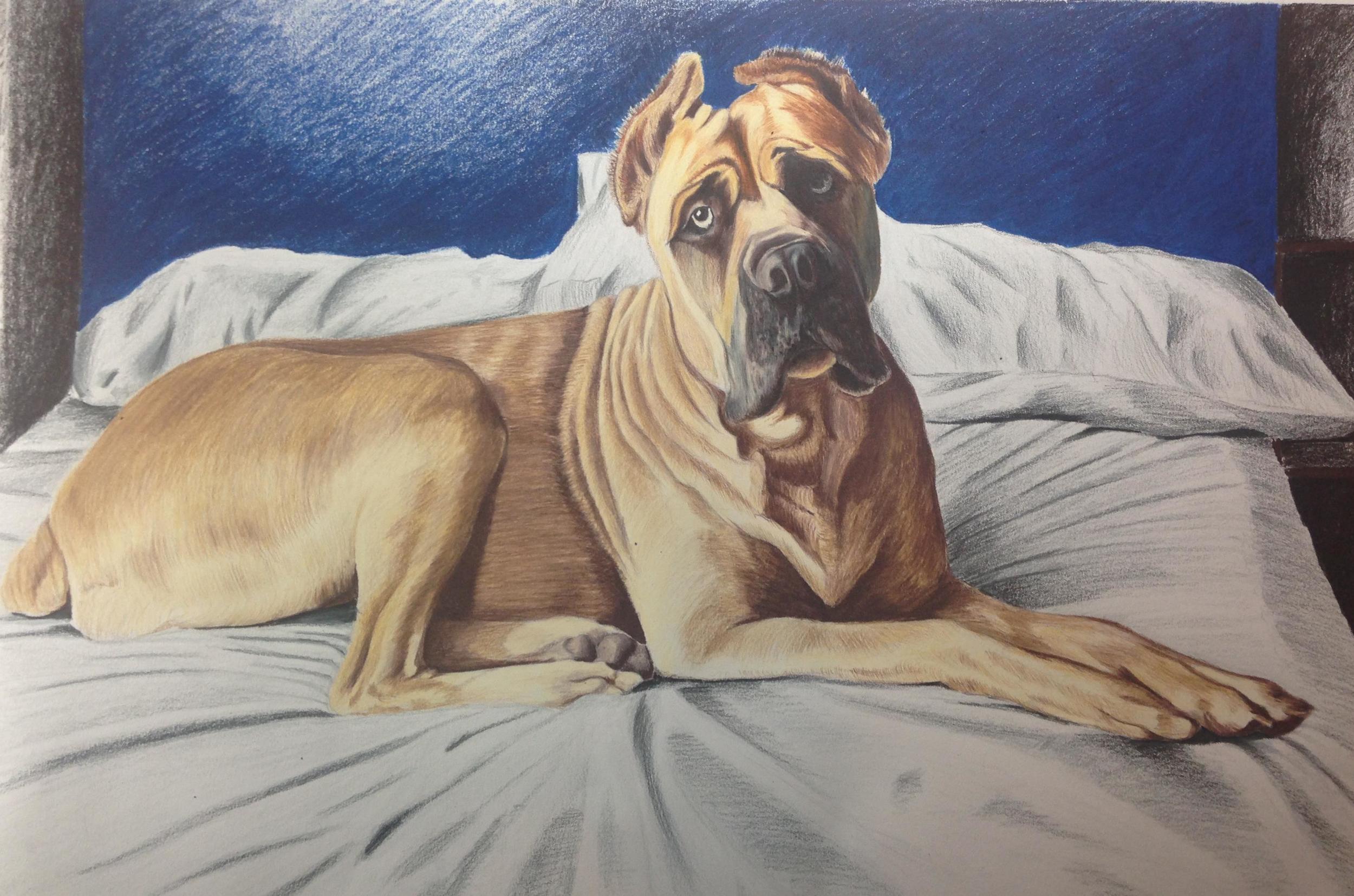   18 x 24 Prismacolor Pencil    For Samantha O'Brien-High Point, NC    Christmas 2013  