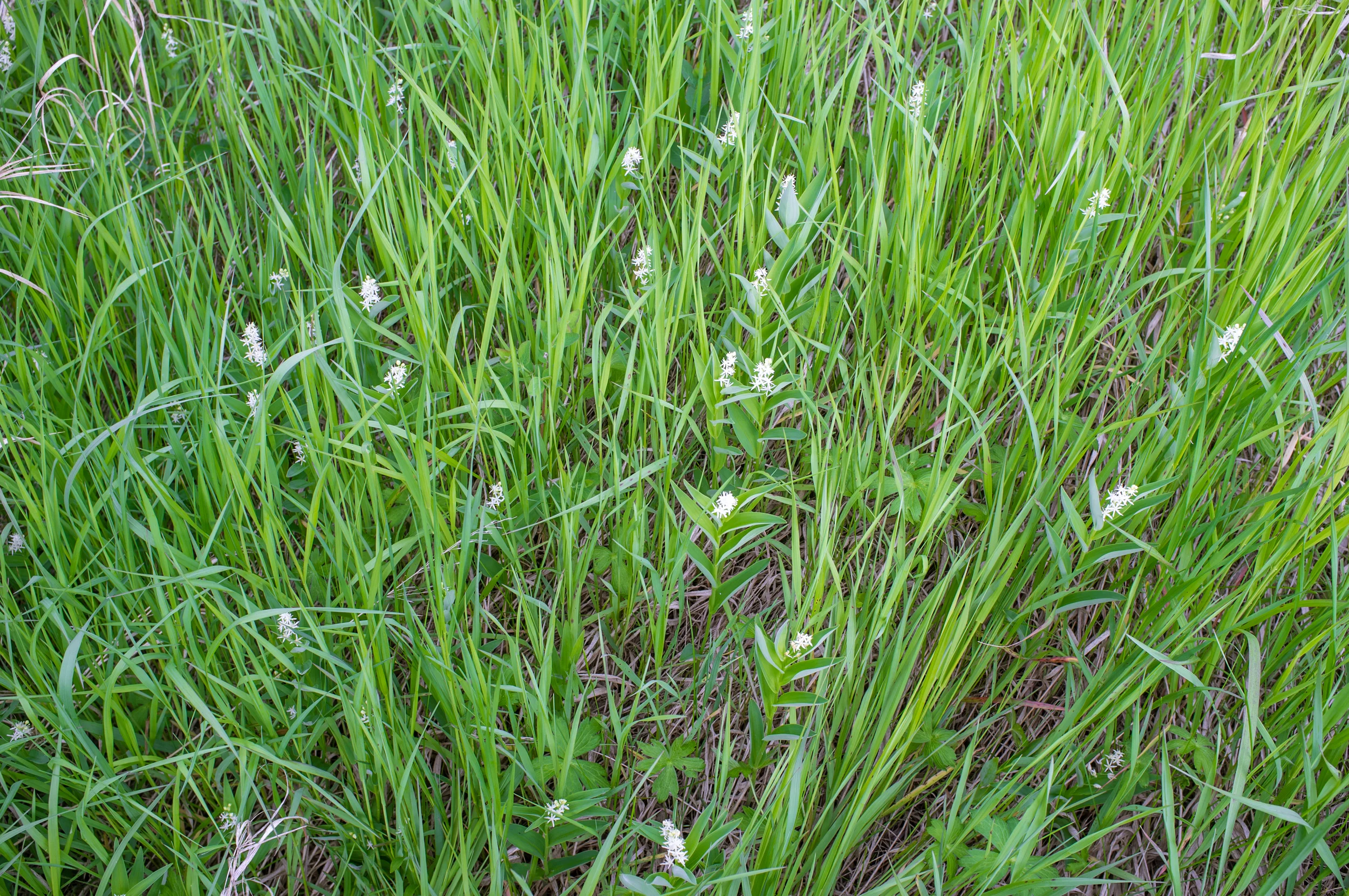 20130616-DSCF1820.jpg