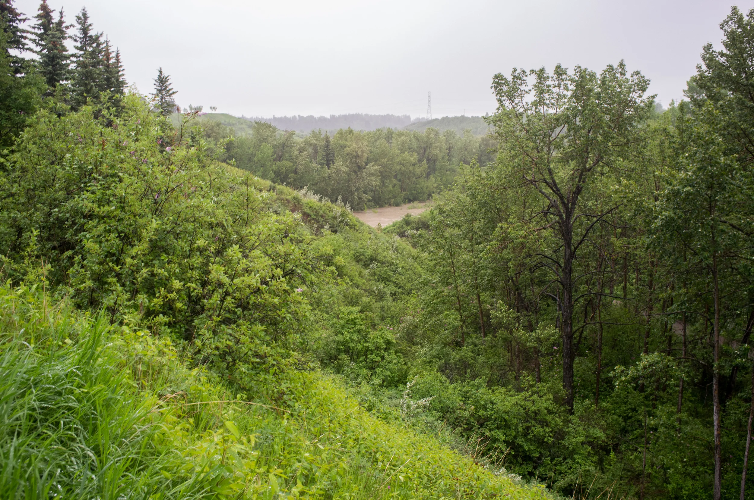 The Elbow River at it's banks. Many of my familiar running trails and shortcuts were inundated with water, forcing me to backtrack into the brush.