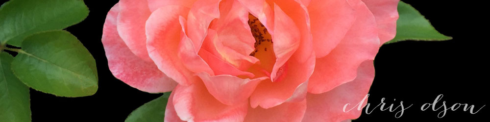 rose surface design by chris olson