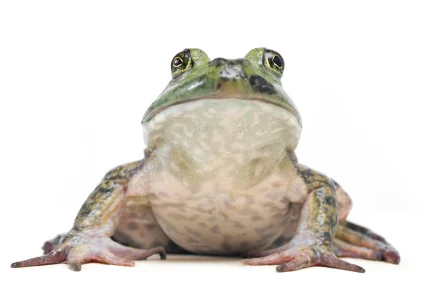 Bullfrog