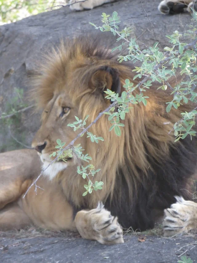 Lion.jpg