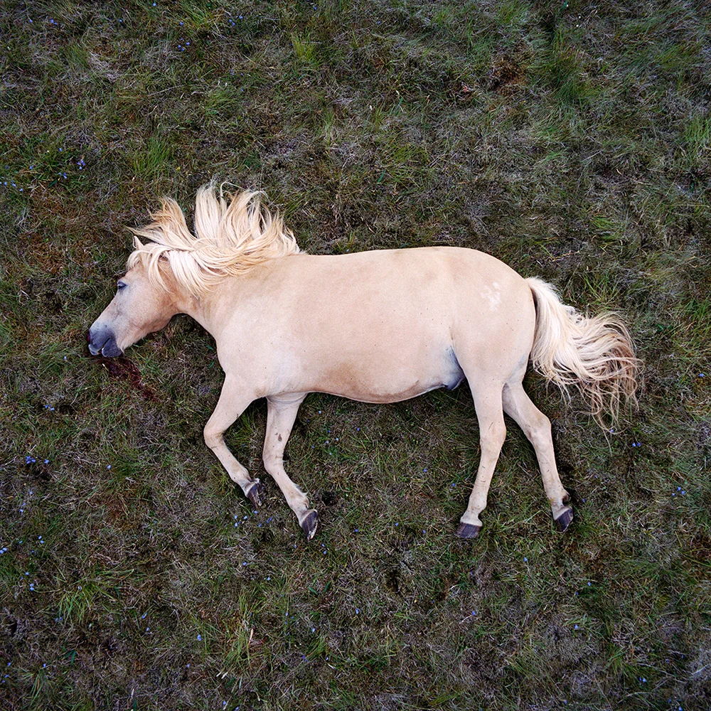 lament for a horse / 120mm film / h.pálmason / summer 2016