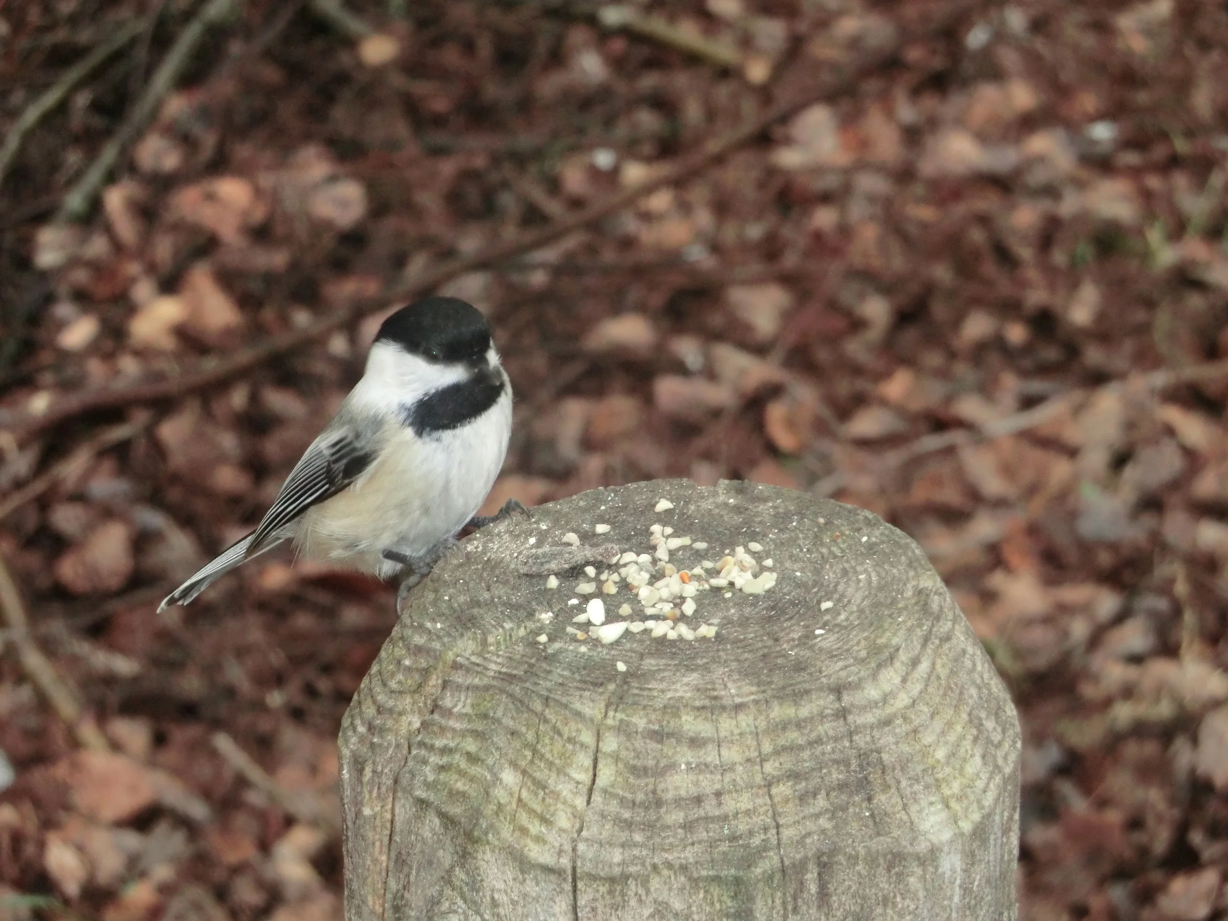 Chickadee on a Post