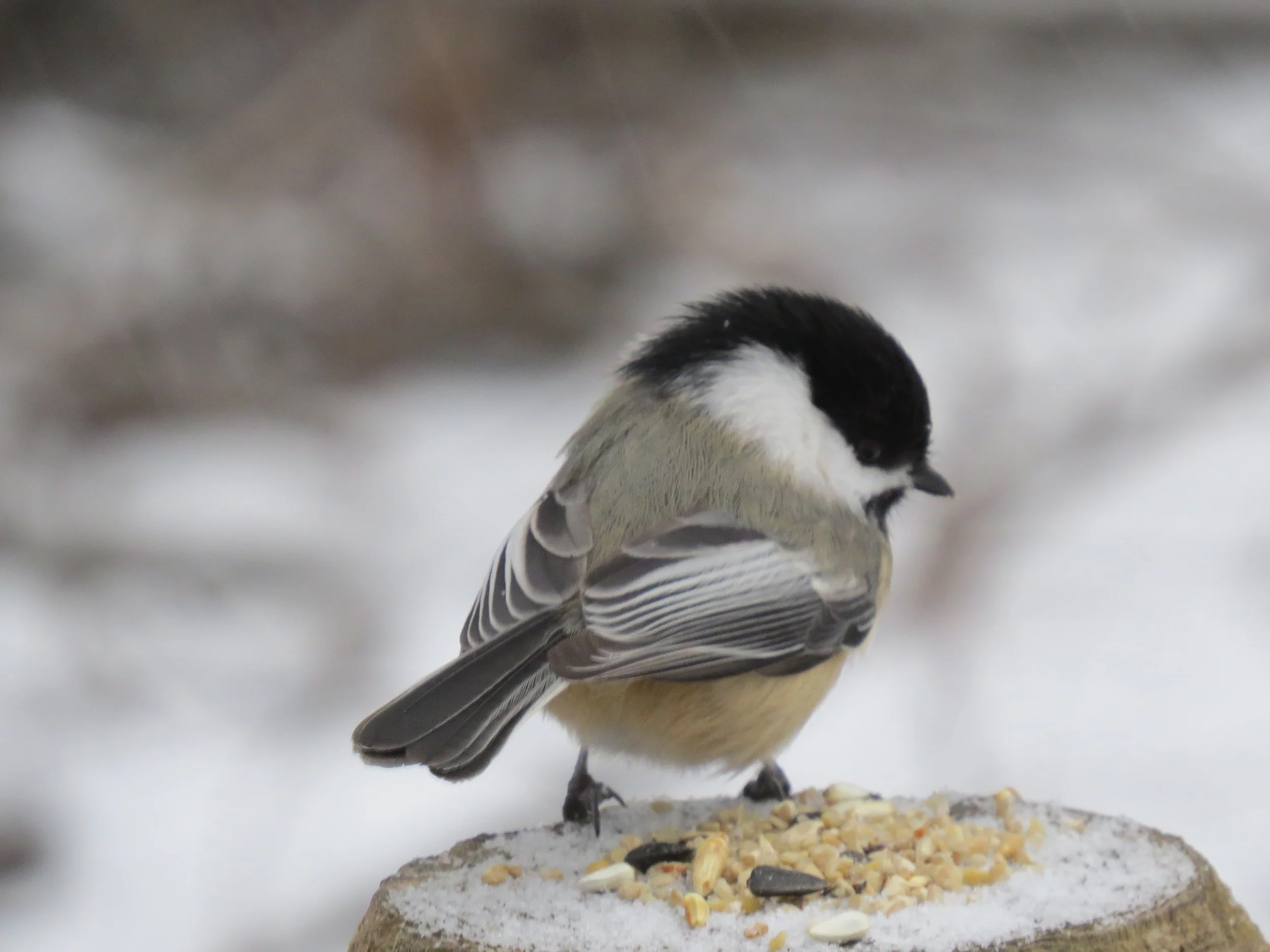 Black-capped Chickadee Feeding