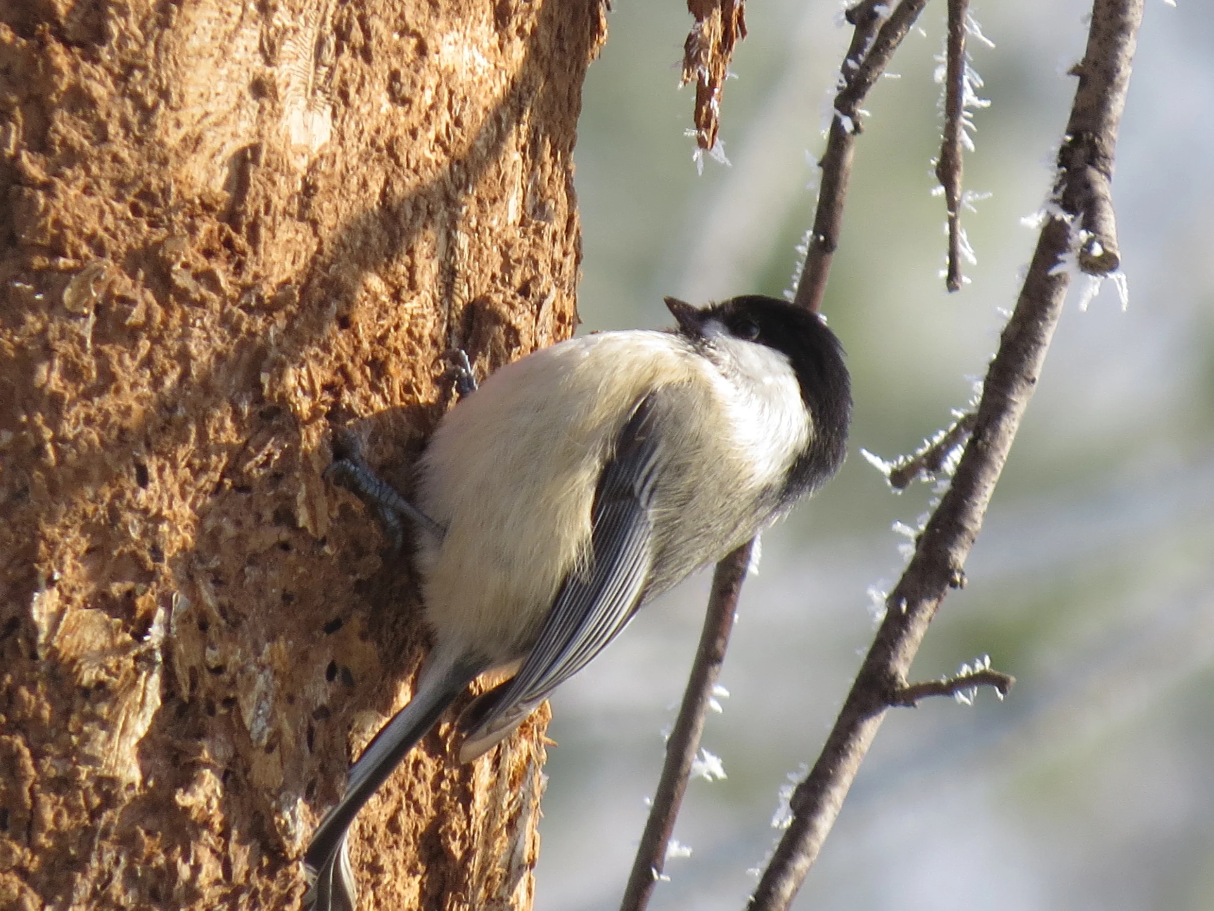 Chickadee on a Tree