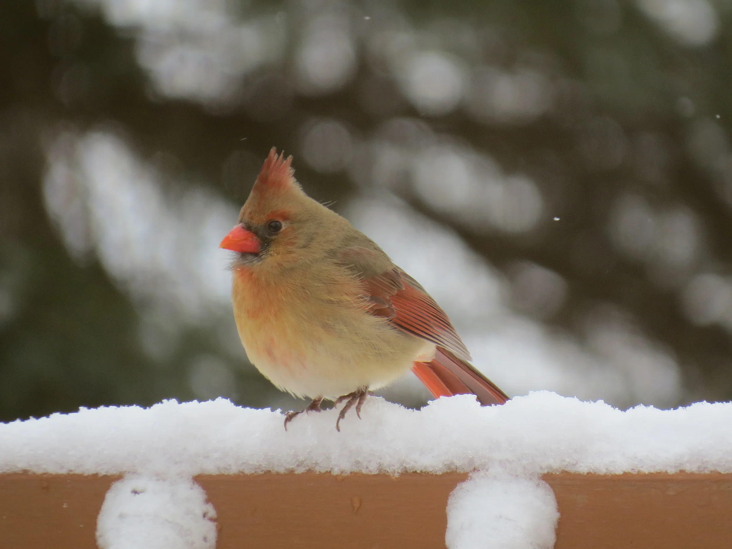 Female Northern Cardinal