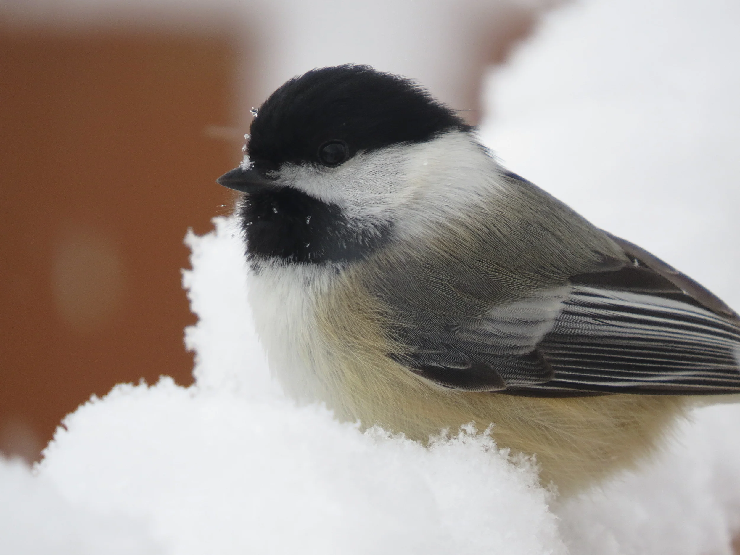 Black-capped Chickadee